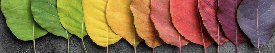 colour palette leaves